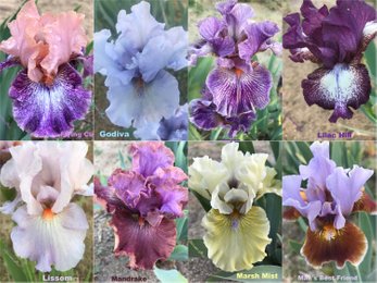 Intermediate Irises