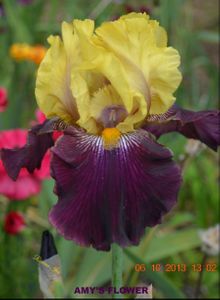 Amy's Flower - Tall Bearded Iris
