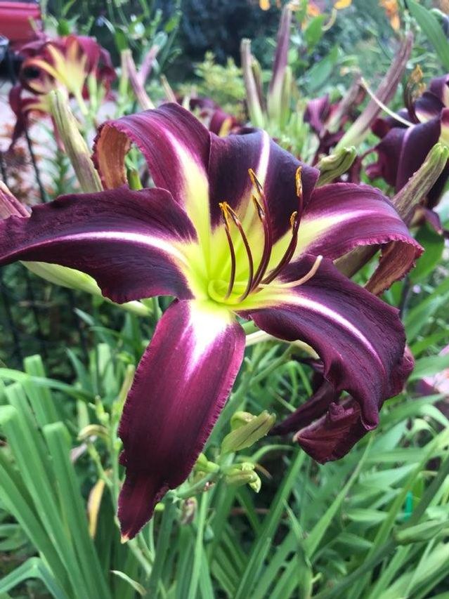 Planet Max
Customer feedback: Thank you very much for the iris plants. You have been very generous in that I have 15 instead of the 11 ordered. They all have great roots and are the best that I have ever had via online ordering.